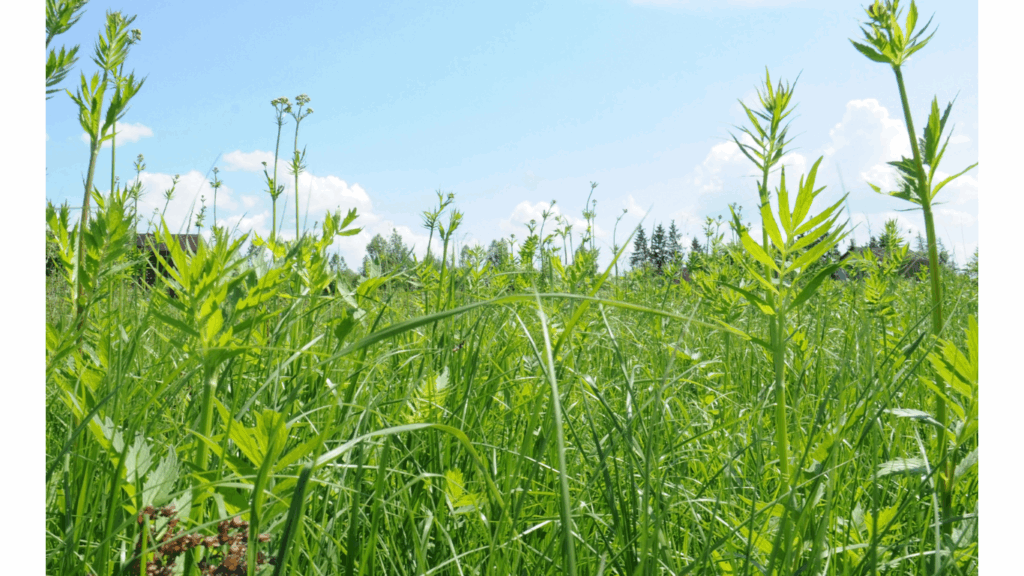 草が生い茂った土地