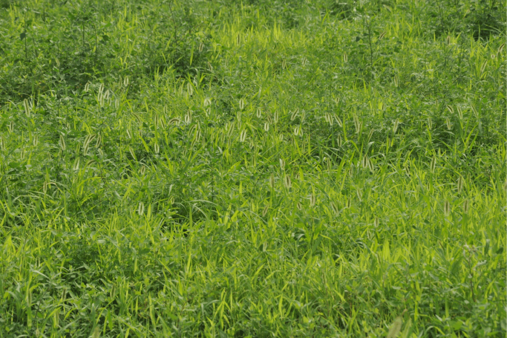 手入れされた芝生・草地