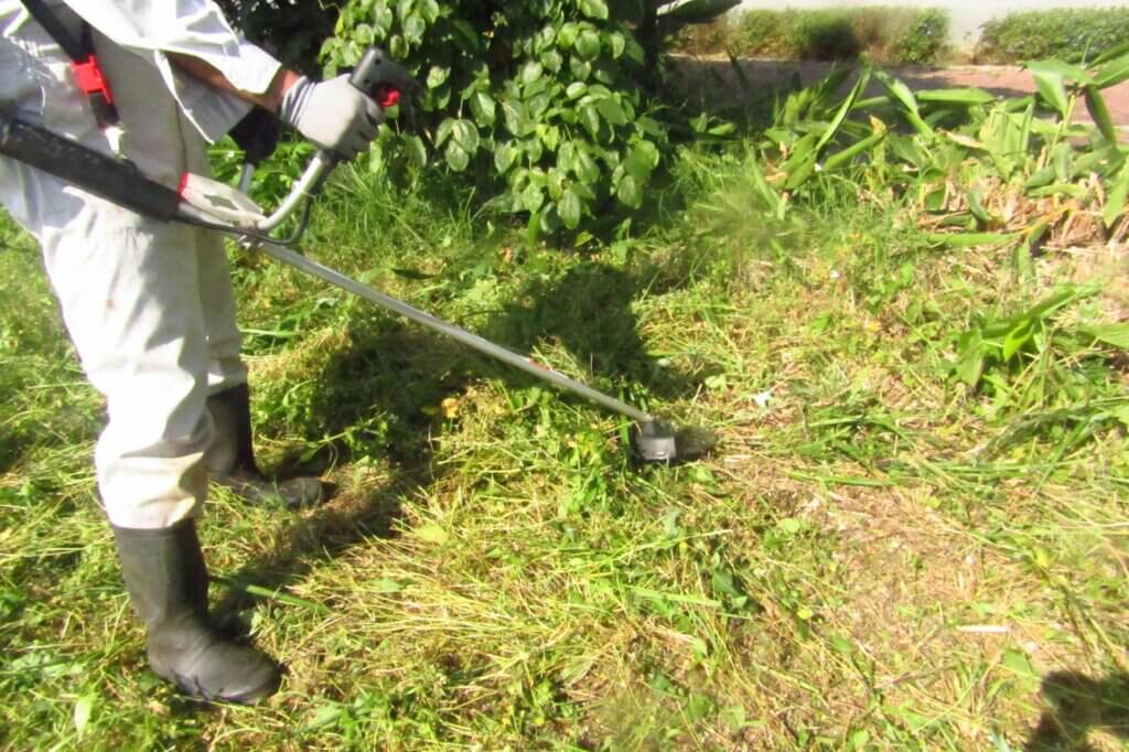 草木が生い茂った庭